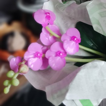 Любимые орхидеи Дракона