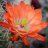 orange_kaktus