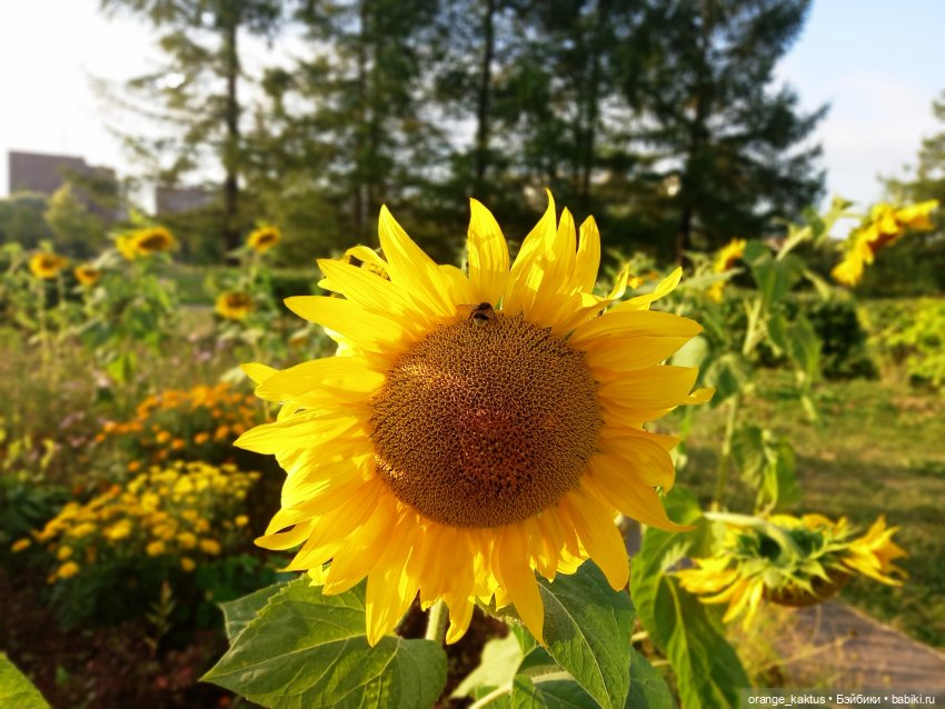 В лучах заходящего солнца