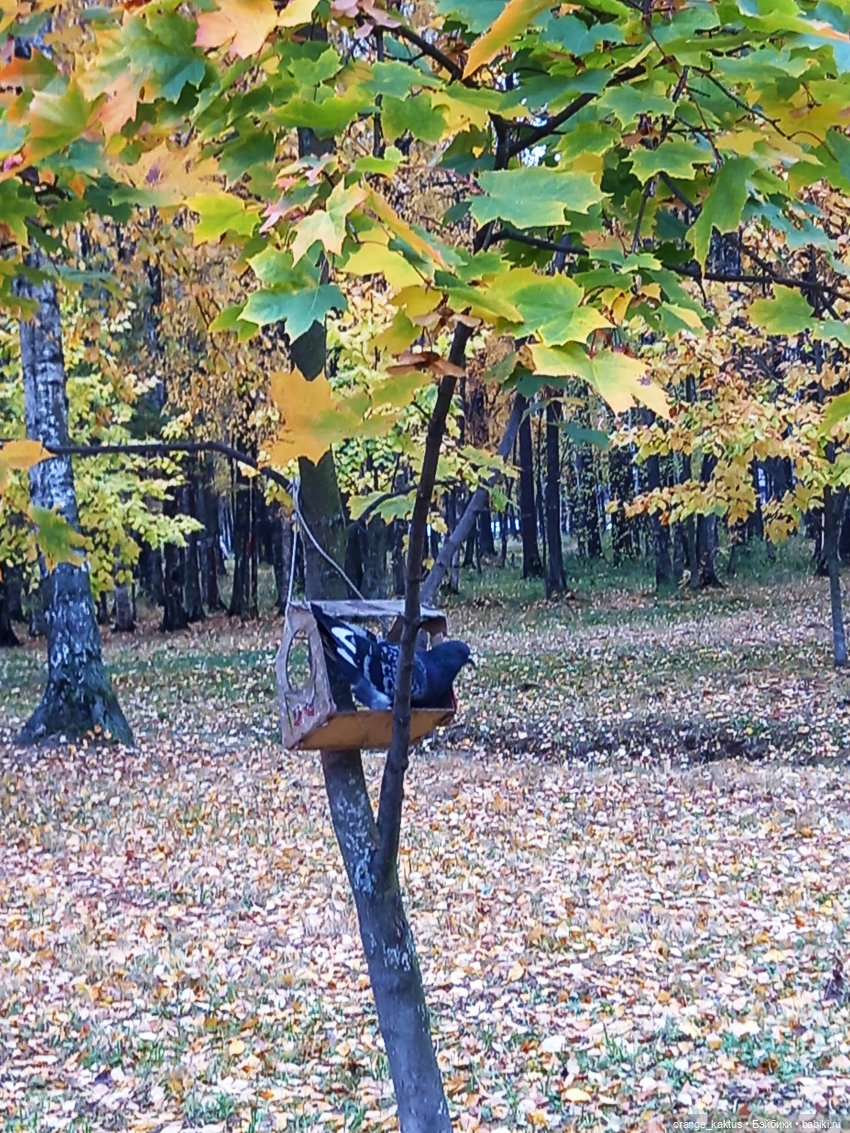 Билли Айлиш на прогулке — Гибриды шарнирных кукол (не БЖД): подбор тела (фото 8)