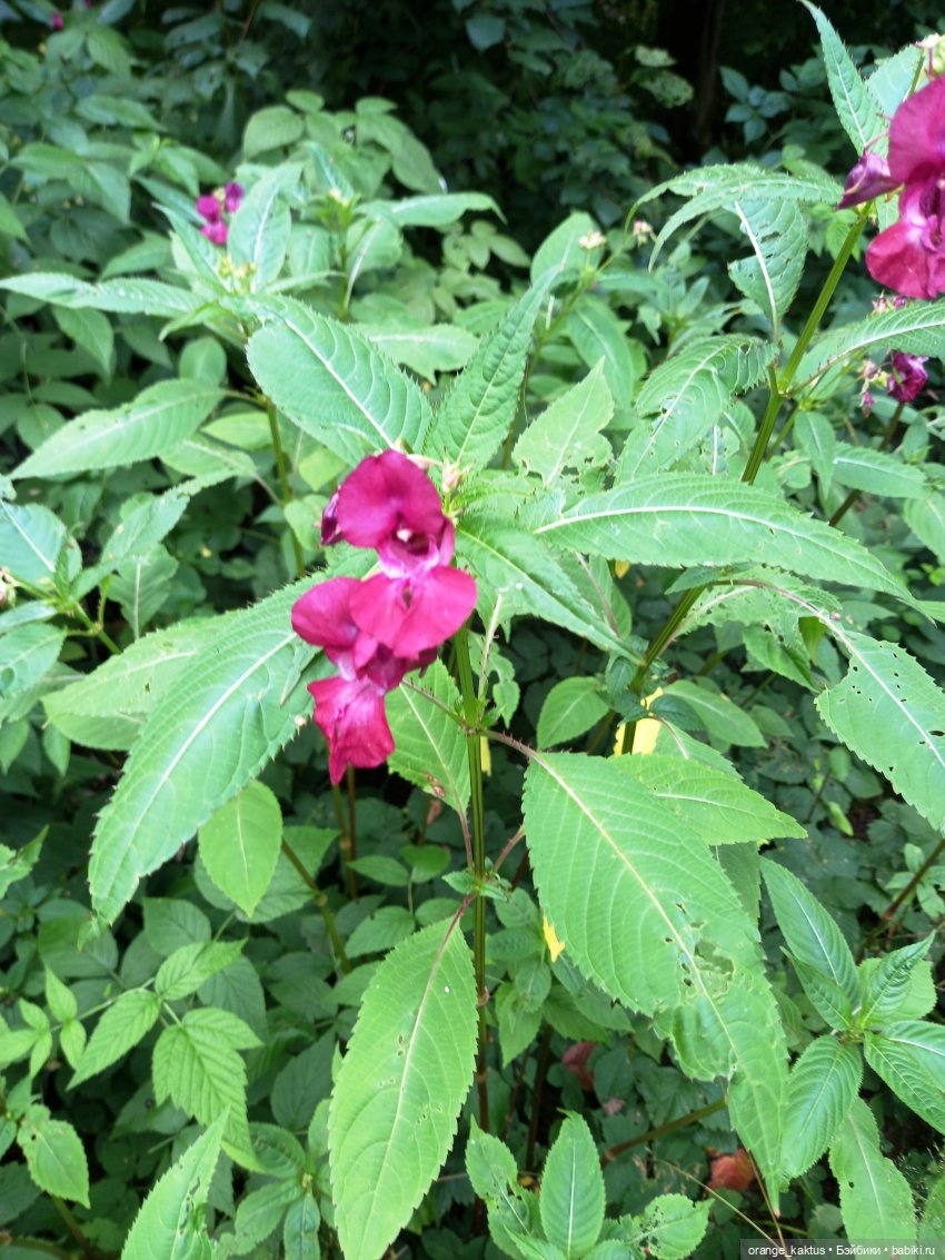 Лесная фея — Гибриды шарнирных кукол (не БЖД): подбор тела (фото 7)