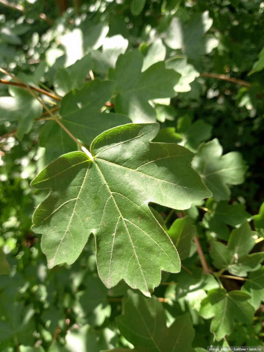 Дим Димыч, летнее настроение (фото 3)