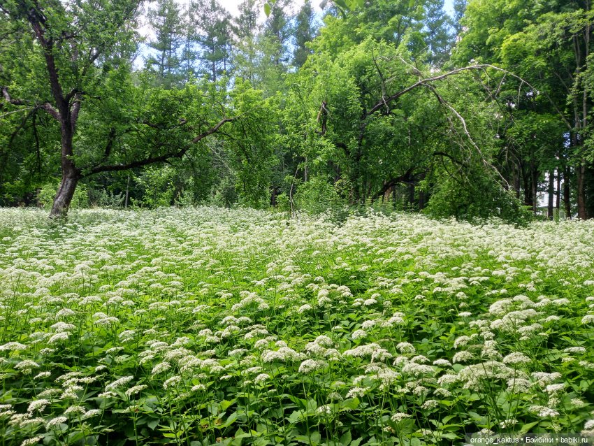 Дим Димыч, летнее настроение (фото 7)