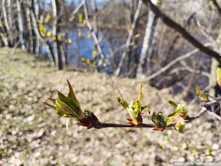 Есения в парке — Гибриды шарнирных кукол (не БЖД): подбор тела