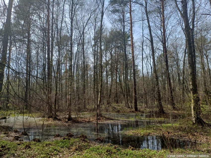 Женя в Сестрорецке Или в выходной да по пробкам