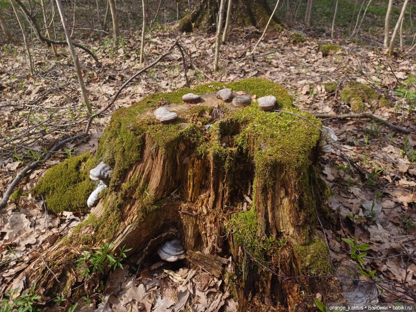 Женя в Сестрорецке Или в выходной да по пробкам (фото 2)