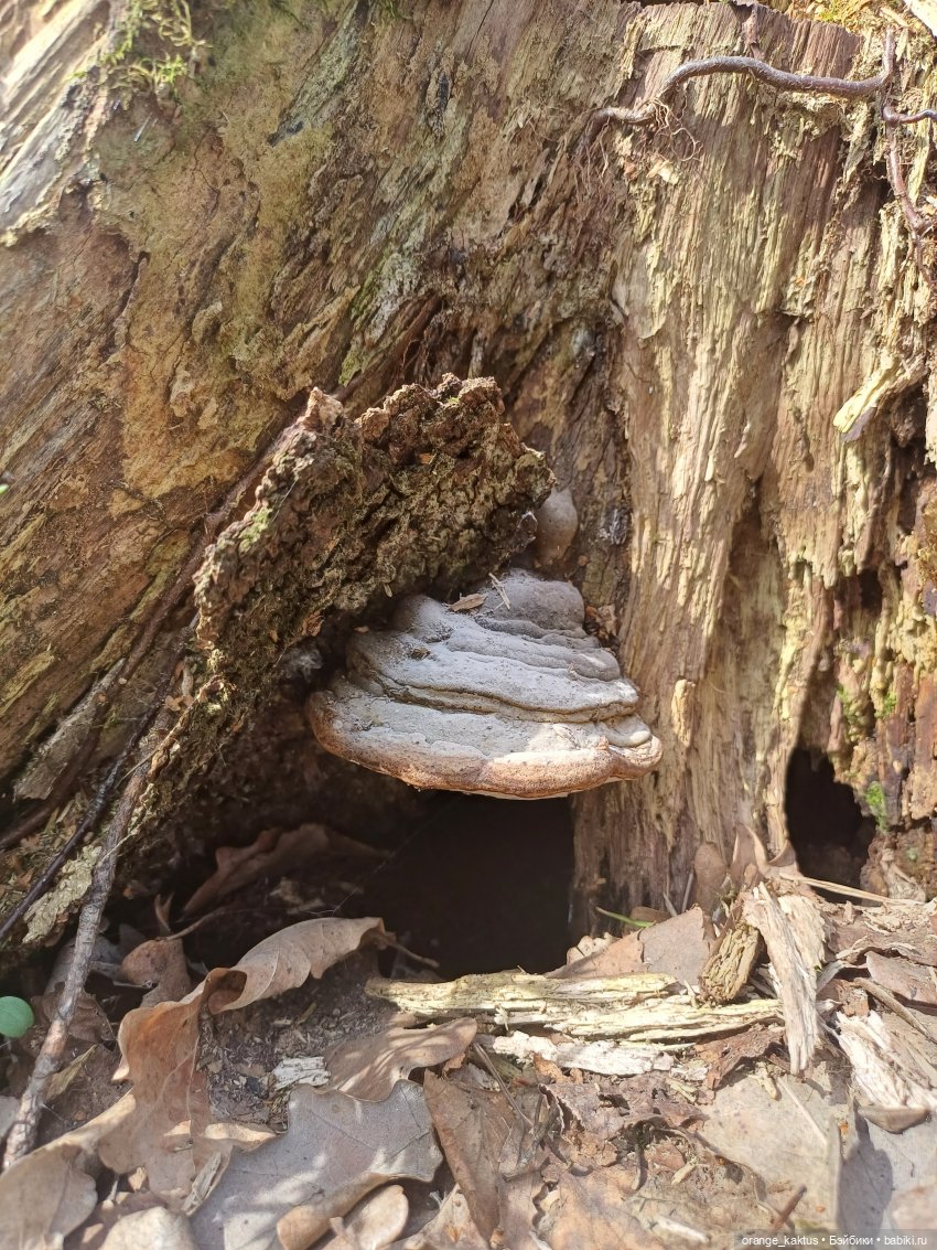 Женя в Сестрорецке Или в выходной да по пробкам (фото 3)