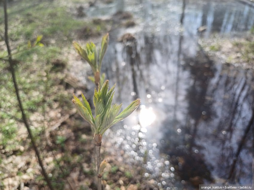 Женя в Сестрорецке Или в выходной да по пробкам (фото 6)