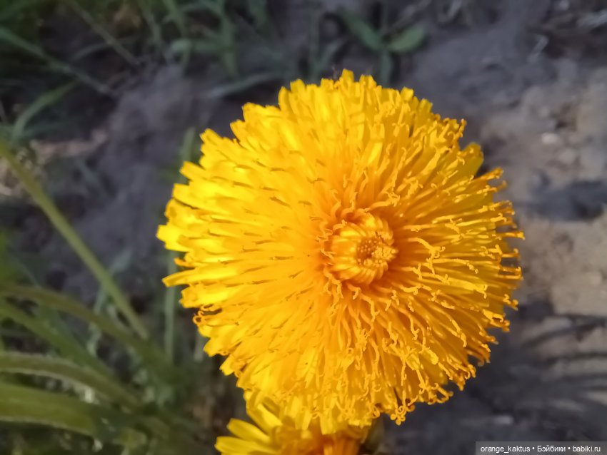 Почти лето — Гибриды шарнирных кукол (не БЖД): подбор тела