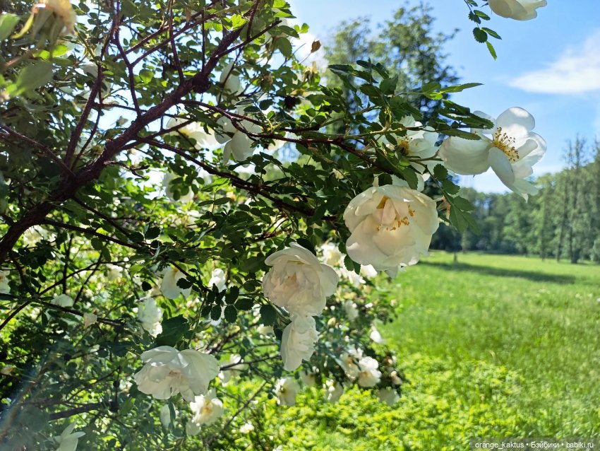 Дефа Люси на прогулке — Аналоги Барби и куклы 1/6: клоны 90 (фото 10)