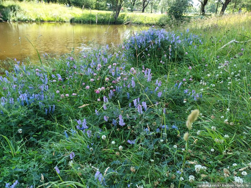 Дева с алиэкспресс — Аналоги Барби и куклы 1/6: клоны 90 (фото 7)