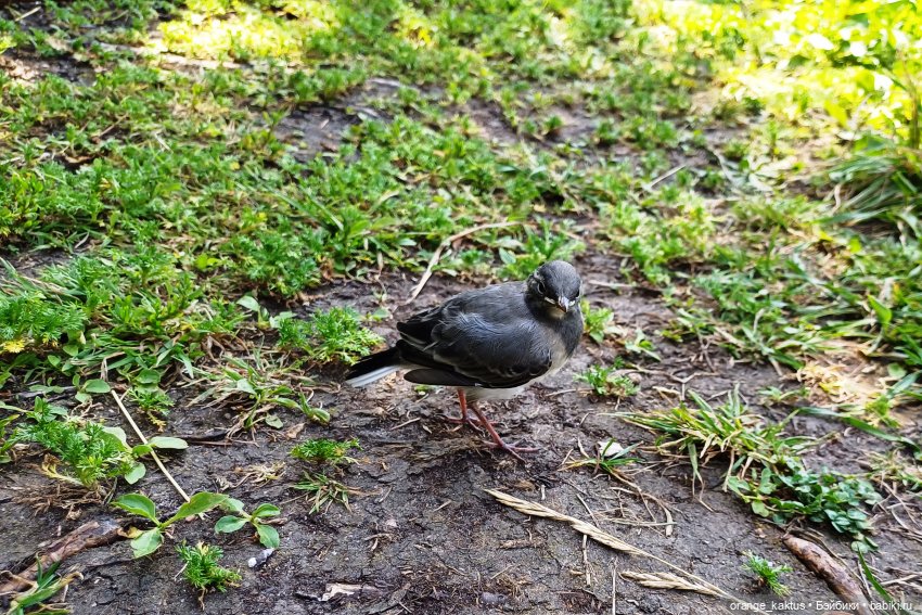 Дева с алиэкспресс — Аналоги Барби и куклы 1/6: клоны 90