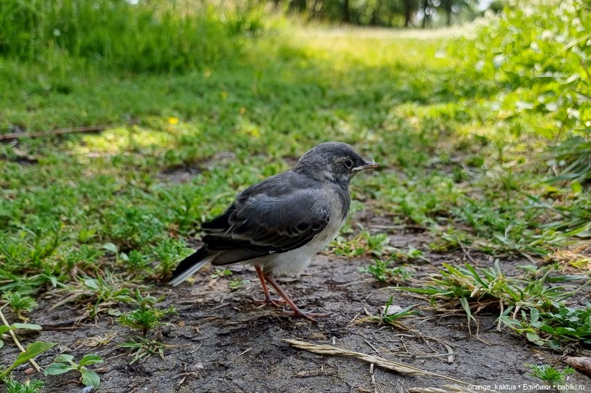 Дева с алиэкспресс — Аналоги Барби и куклы 1/6: клоны 90
