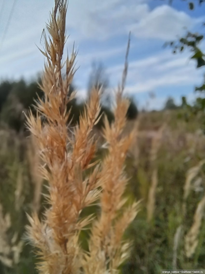 Джонни, а по-нашему Иван — Гибриды шарнирных кукол (не БЖД): подбор тела