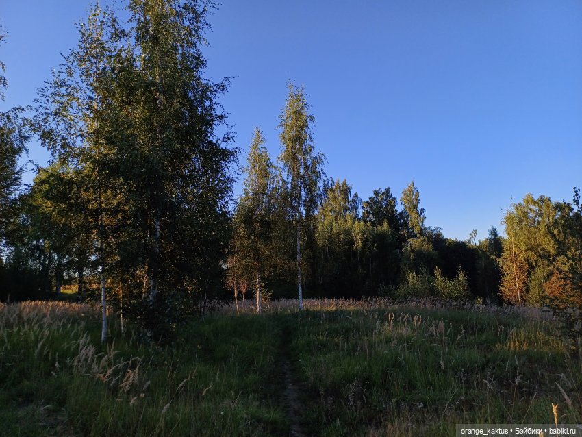 Клон маки Или приятный вечер пятницы