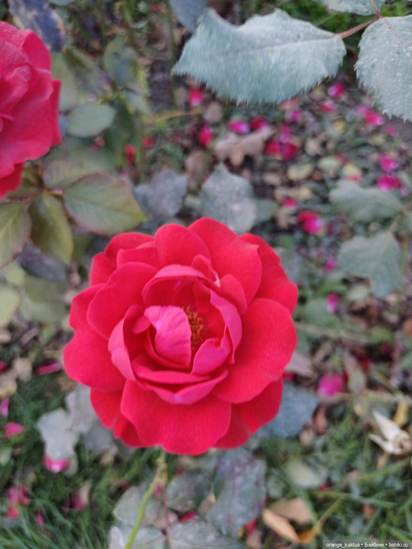 Сердцу не прикажешь — Гибриды шарнирных кукол (не БЖД): подбор тела (фото 3)