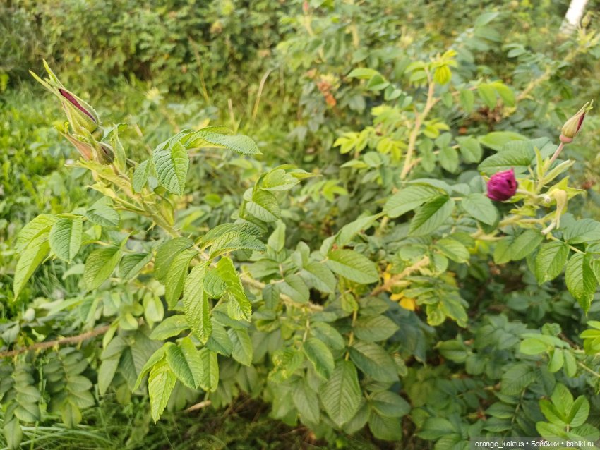 Дефа Люси и немного осени (фото 5)