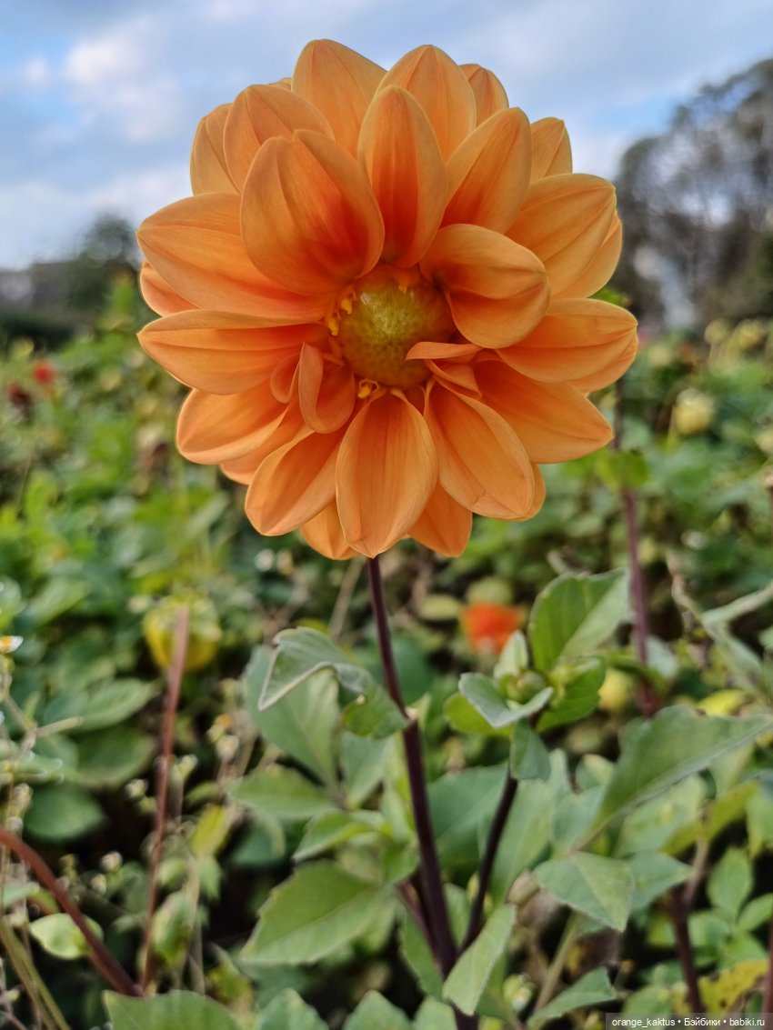 Дефа Люси и немного осени (фото 9)