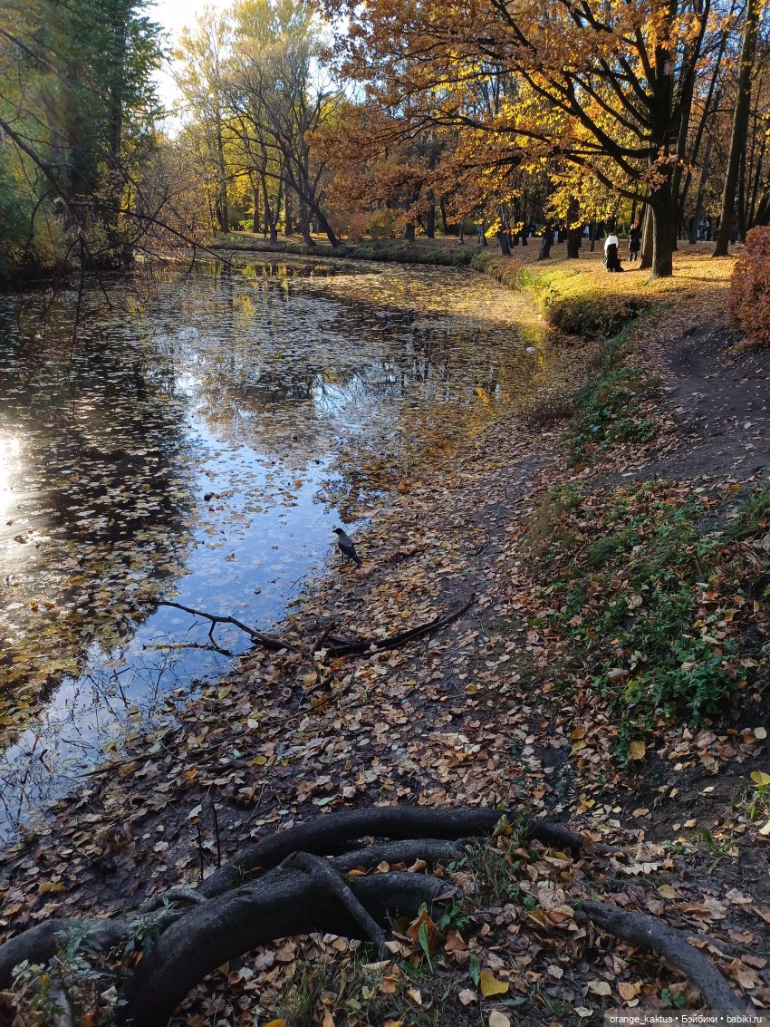 Осенняя прогулка Ксении — Аналоги Барби и куклы 1/6: клоны 90 (фото 9)