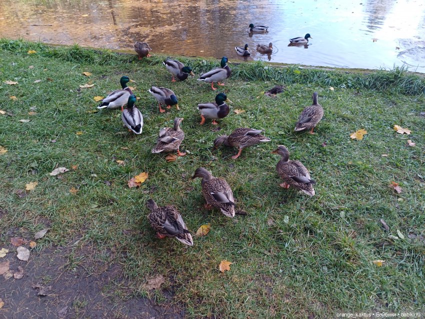 Дим Димыч, осенний променад (фото 9)