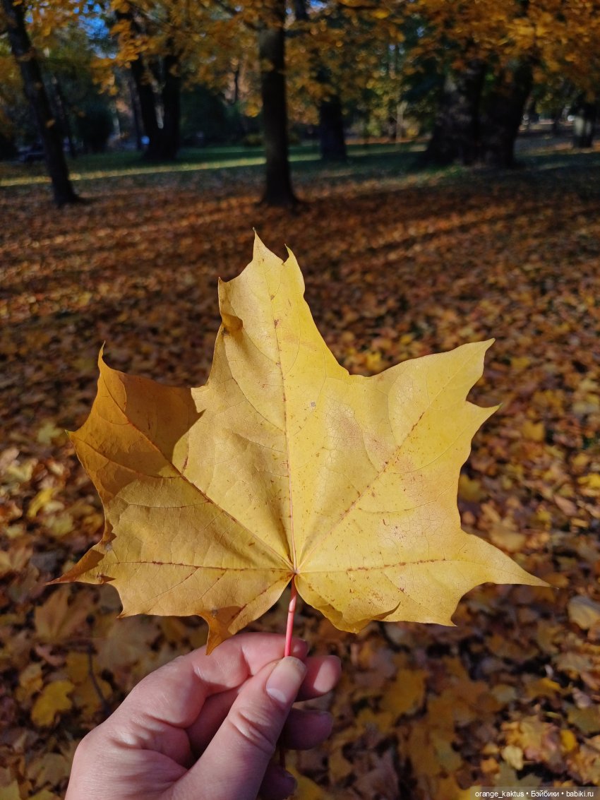 Осенняя прогулка Ксении — Аналоги Барби и куклы 1/6: клоны 90 (фото 5)