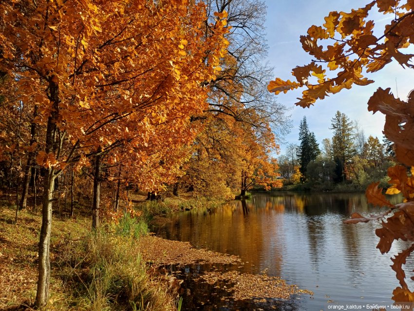 Дим Димыч, осенний променад