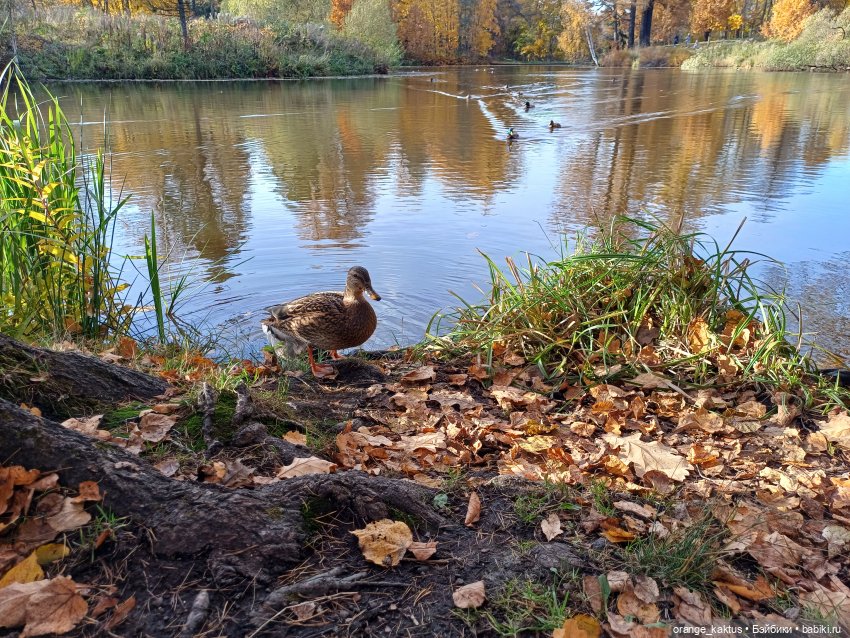 Дим Димыч, осенний променад
