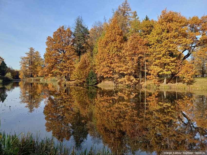 Дим Димыч, осенний променад (фото 3)