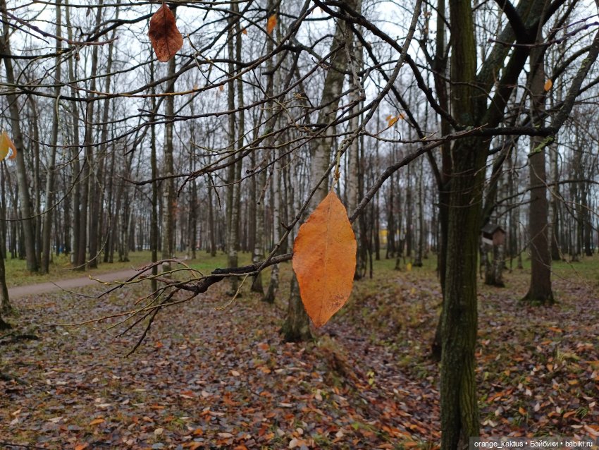 Мия Бойка, первое знакомство | Бэйбики Мия Бойка, первое знакомство