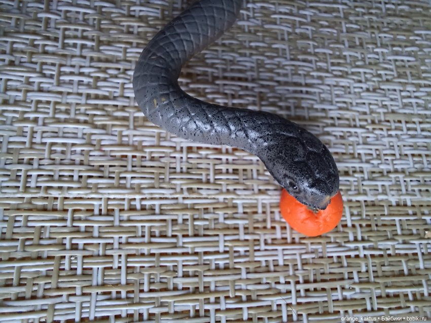 Как Вовочка новый год отмечал (фото 4)