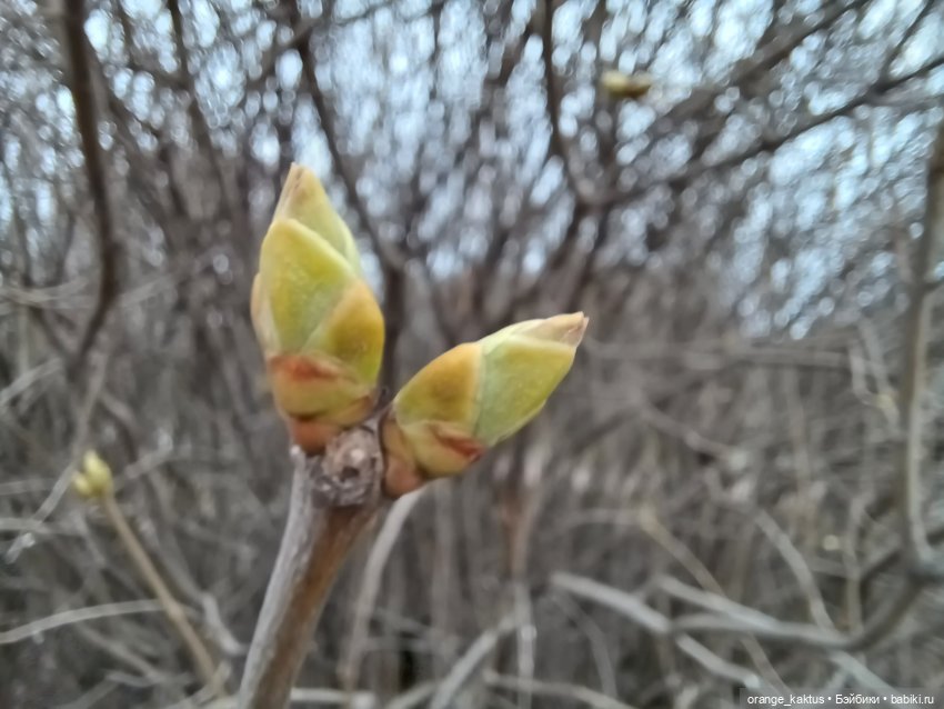 Прогулка, которая чуть не сорвалась | Бэйбики Прогулка, которая чуть не сорвалась