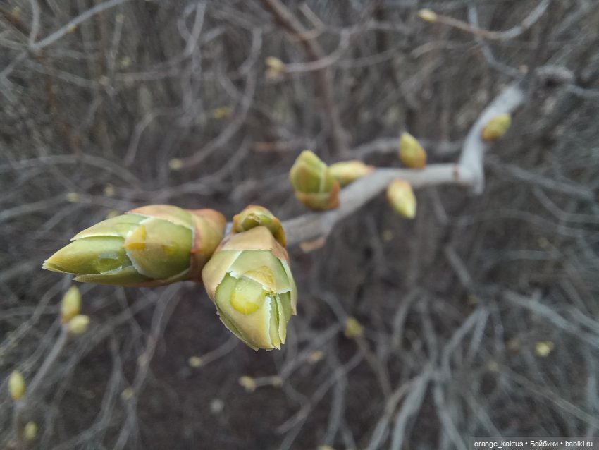 Прогулка, которая чуть не сорвалась | Бэйбики Прогулка, которая чуть не сорвалась