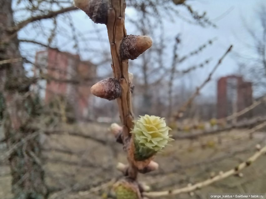 Прогулка, которая чуть не сорвалась | Бэйбики Прогулка, которая чуть не сорвалась