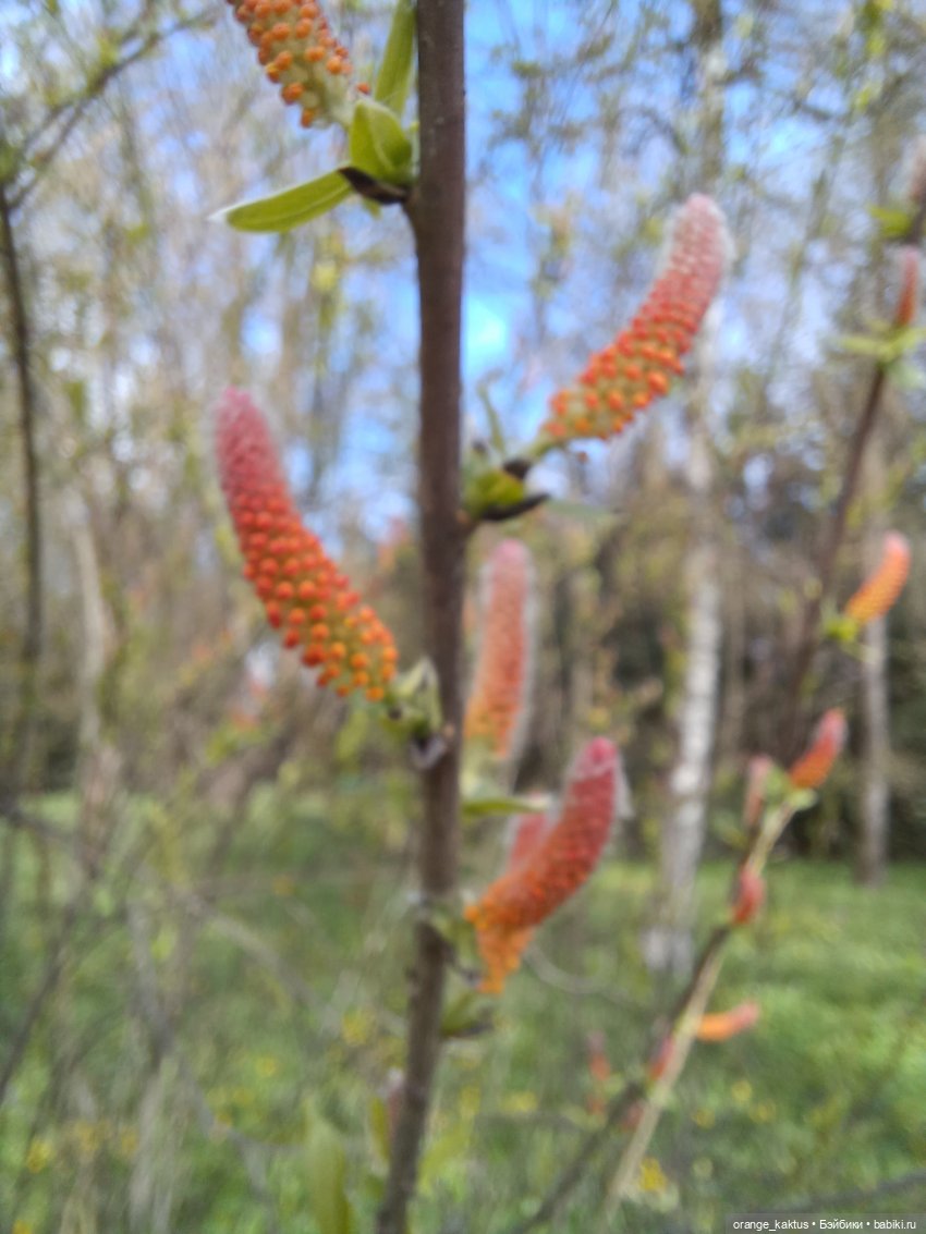 Ира в ботаническом саду — Гибриды шарнирных кукол (не БЖД): подбор тела (фото 10)