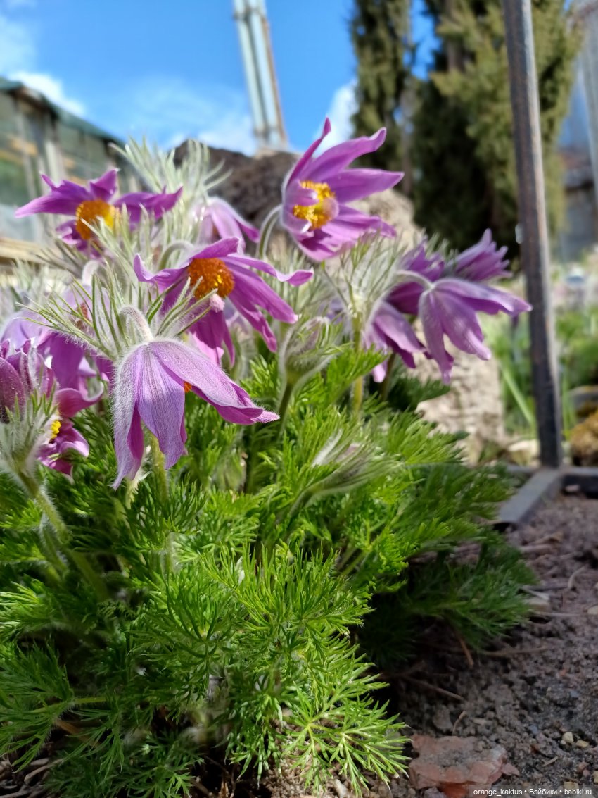 Ира в ботаническом саду — Гибриды шарнирных кукол (не БЖД): подбор тела