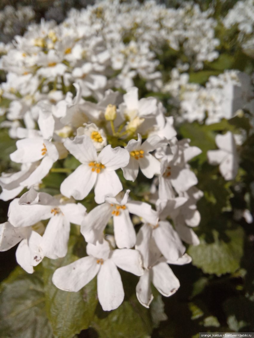 Ира в ботаническом саду — Гибриды шарнирных кукол (не БЖД): подбор тела (фото 2)