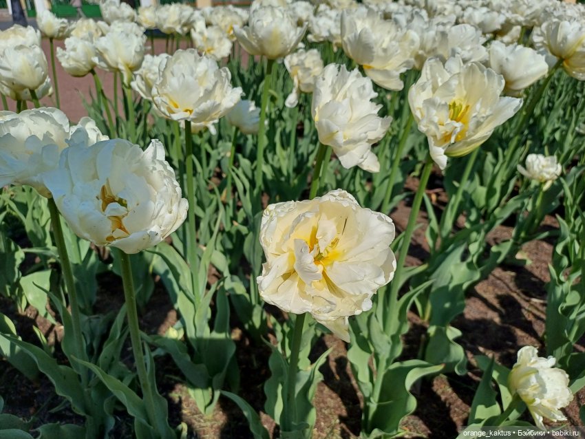 Обещанного три года ждут Или прогулка по городу (фото 4)