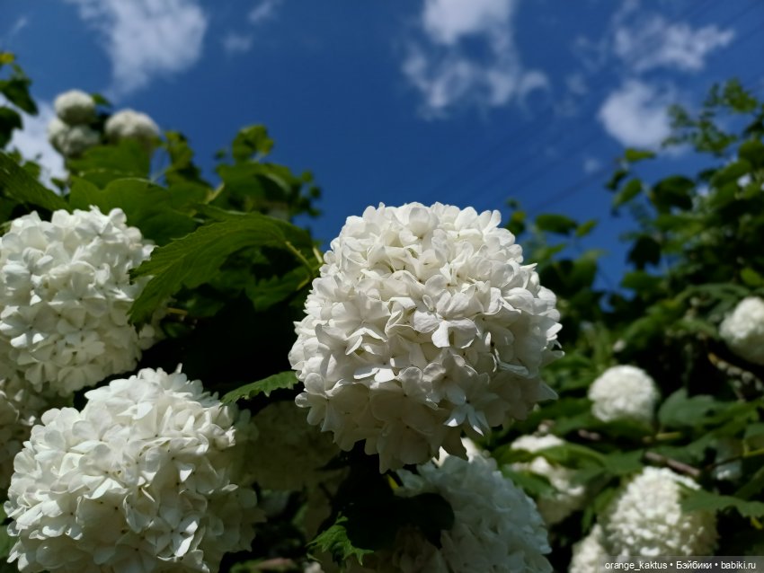 Летним днем — Гибриды шарнирных кукол (не БЖД): подбор тела (фото 8)