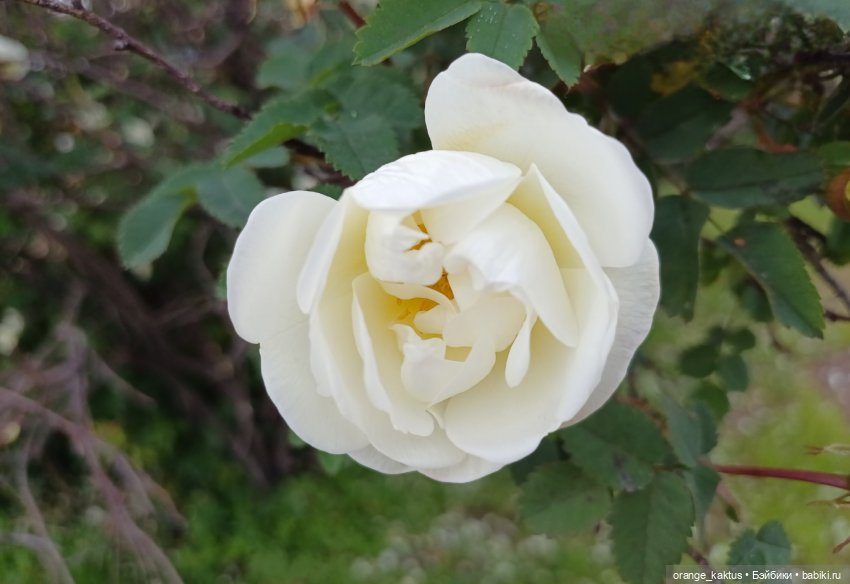 Васильевский остров Или новые тела у старых кукложителей