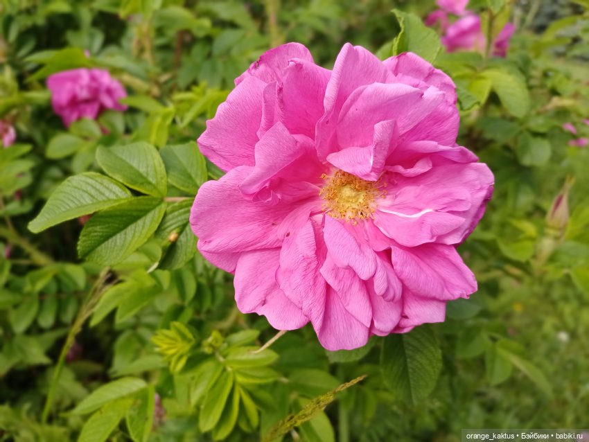 Дядя Коля и его возлюбленная