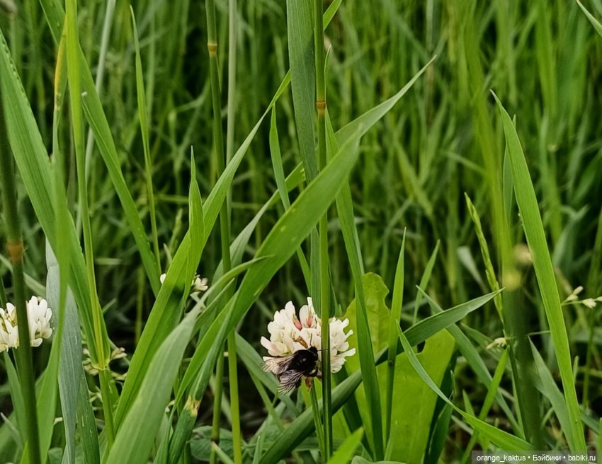 Дядя Коля и его возлюбленная