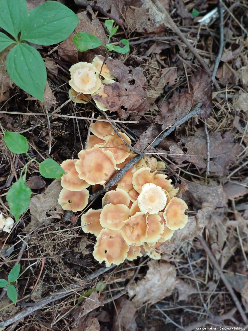 Прогулка по лесу — Куклы Harry Potter (Гарри Поттер) Mattel: Wizarding World (фото 5)