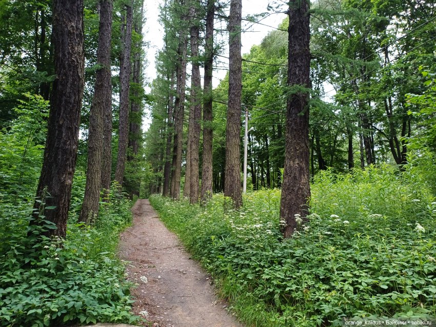 Прогулка по лесу — Куклы Harry Potter (Гарри Поттер) Mattel: Wizarding World