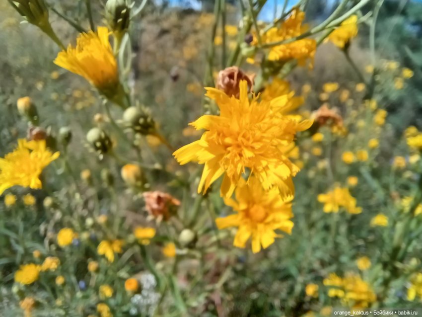 Есения и уходящее лето — Гибриды шарнирных кукол (не БЖД): подбор тела (фото 9)