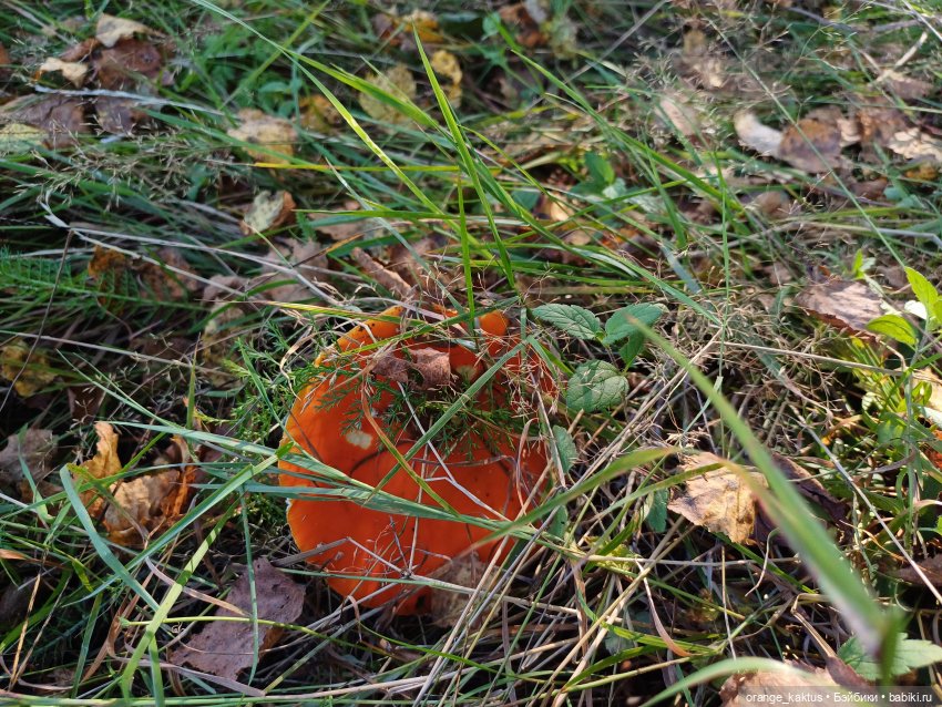 Не удержалась Или новенький Васька