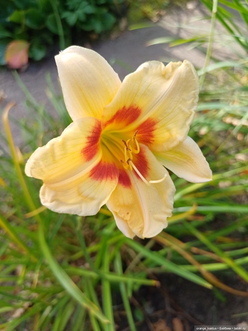 Васька в ботаническом саду (фото 10)