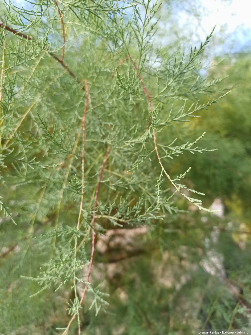 Васька в ботаническом саду (фото 8)
