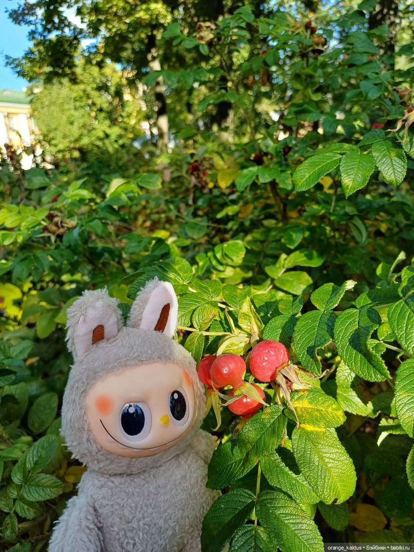 Васька и культурная программа