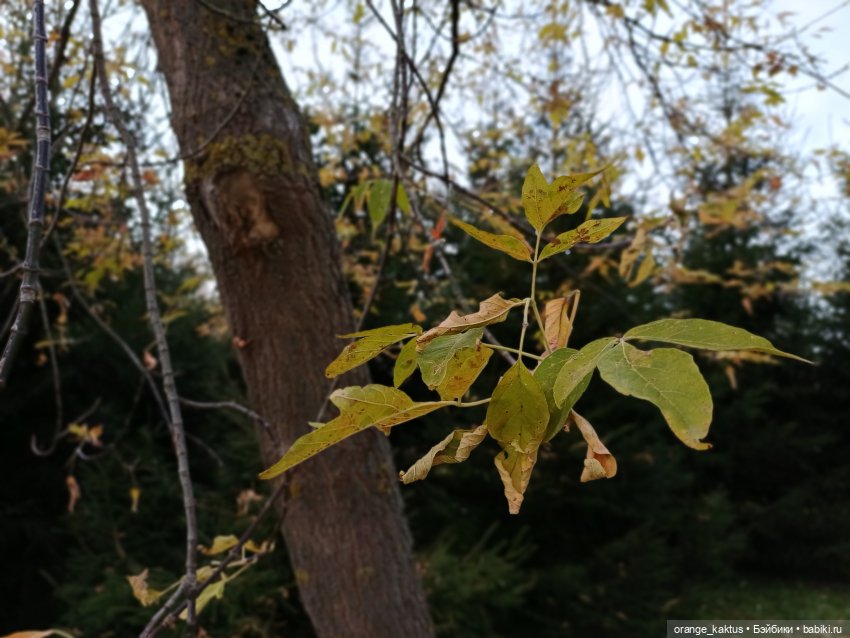 Женя и прогулка в октябре (фото 3)