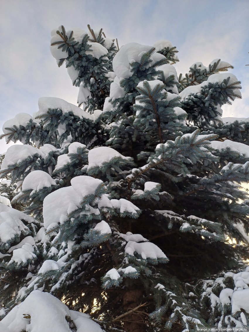 Зимушка-Зима — Аналоги Барби и куклы 1/6: клоны 90